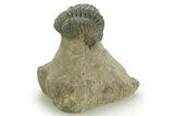 Curled Reedops Trilobite - Atchana, Morocco #377007-2
